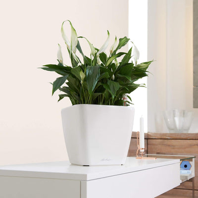 LECHUZA QUADRO Premium LS 28 anthrazit metallic 16143 28x28x26 cm Anthrazit Metallic, 28x28x26 cm An