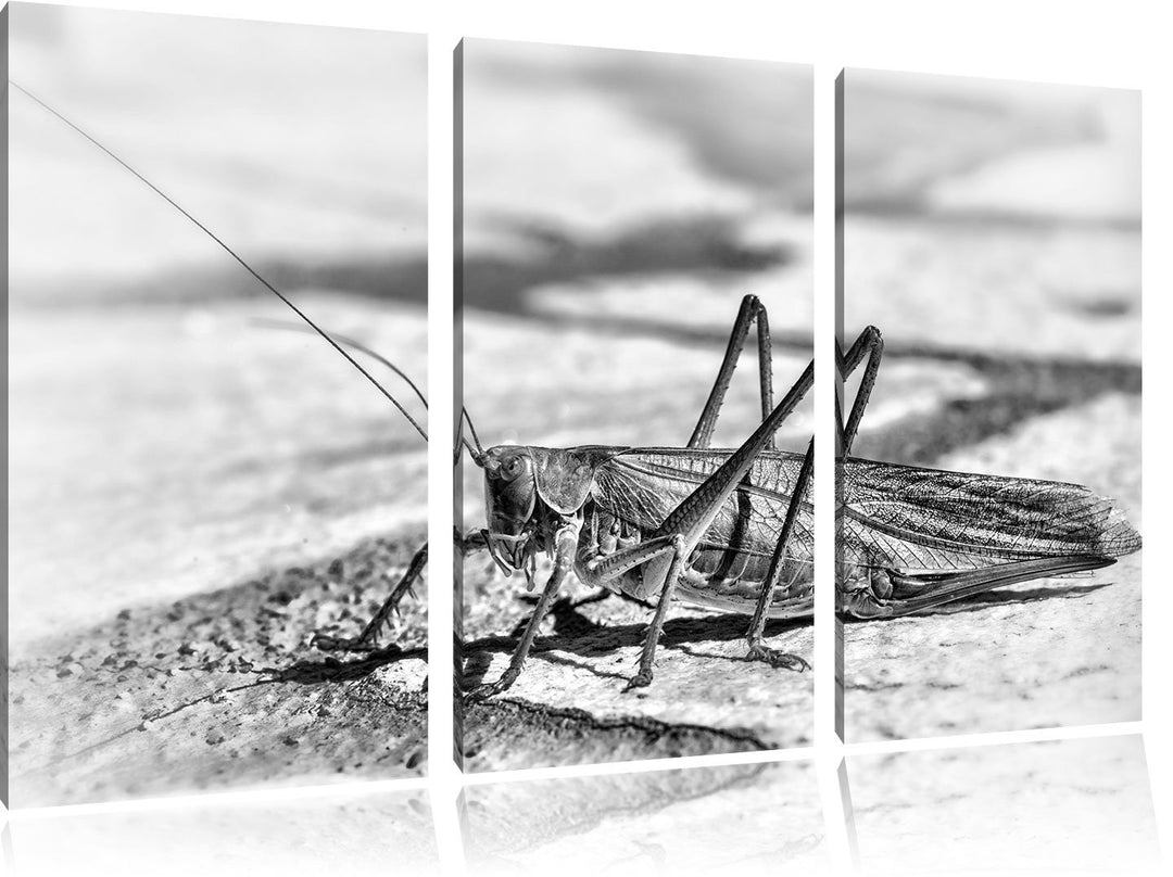 Pixxprint Elegante Heuschrecke als Leinwandbild/Grösse: 3 Teilig (120x80) cm/Wandbild/Kunstdruck/fer