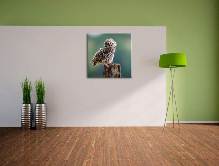 Lustige kleine Eule, Format: 70x70 auf Leinwand, XXL riesige Bilder fertig gerahmt mit Keilrahmen, K