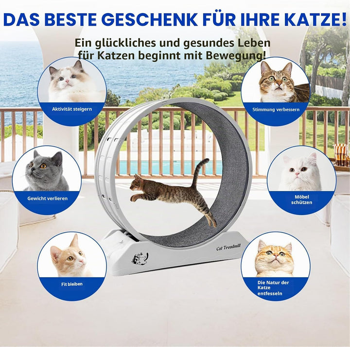 homegroove 31,5 Zoll Katzenräder für Indoor-Katzen, Plastik Katze Übung Laufband Rad mit Teppich Sta