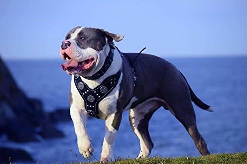 Bestia |Maximus| Leder Brustgeschirr für grosse Hunde. Bis 145 cm Brustumfang. 100% Leder. Handgefer