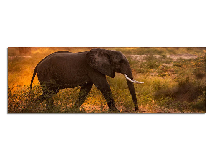 Paul Sinus Art Panoramabild auf Leinwand und Keilrahmen 120x40cm Wiese Bäume Elefant Morgensonne