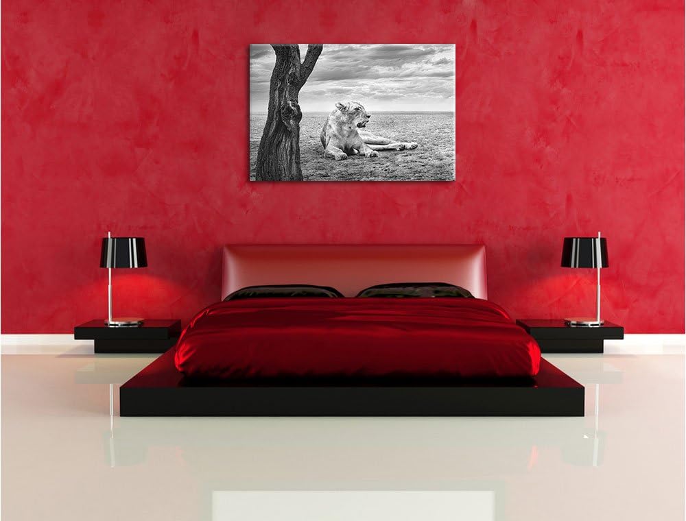 Pixxprint Löwin Ruhe Savanne Kunst B&W als Leinwandbild/Grösse: 100x70 / Wandbild/Kunstdruck/fertig