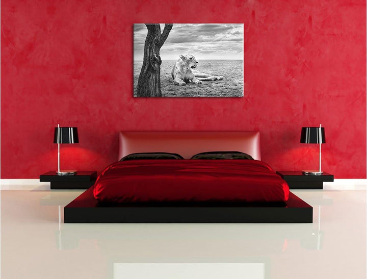 Pixxprint Löwin Ruhe Savanne Kunst B&W als Leinwandbild/Grösse: 100x70 / Wandbild/Kunstdruck/fertig