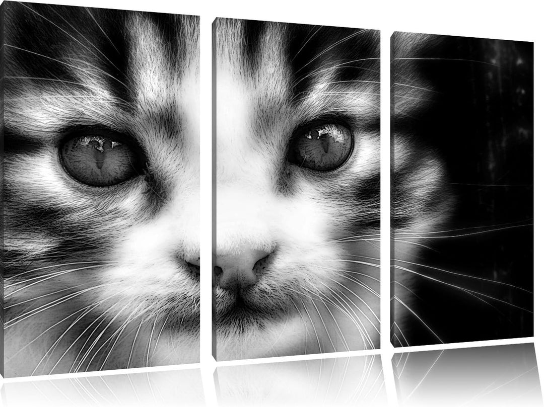 Pixxprint süsses junges Kätzchen als Leinwandbild/Grösse: 3 Teilig (120x80) cm/Wandbild/Kunstdruck/f
