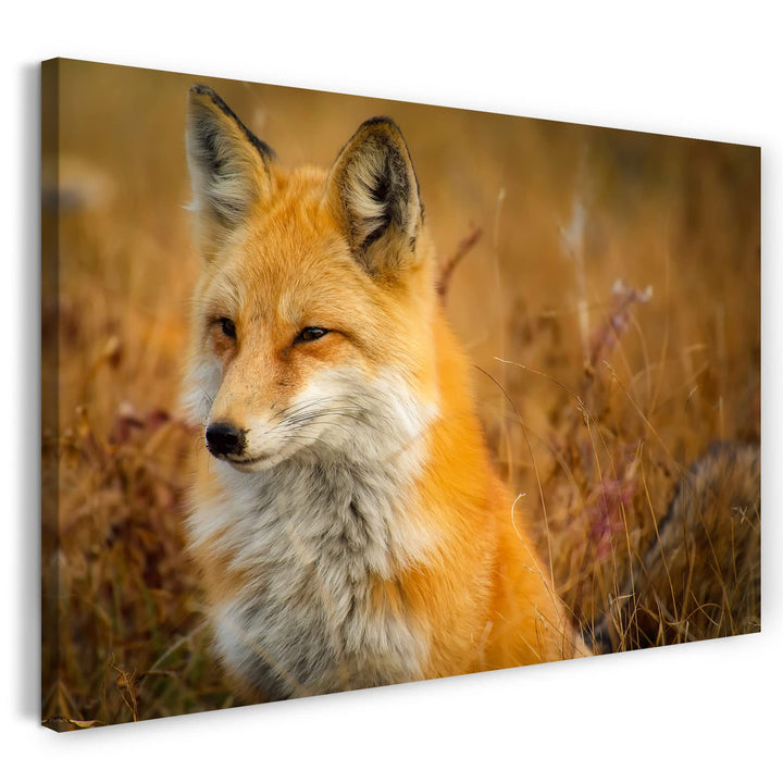 Leinwand (80x60cm): Tier-Bilder Natur Wildnis Wald Landschaft Fuchs sieht aus w 80x60 cm, 80x60 cm