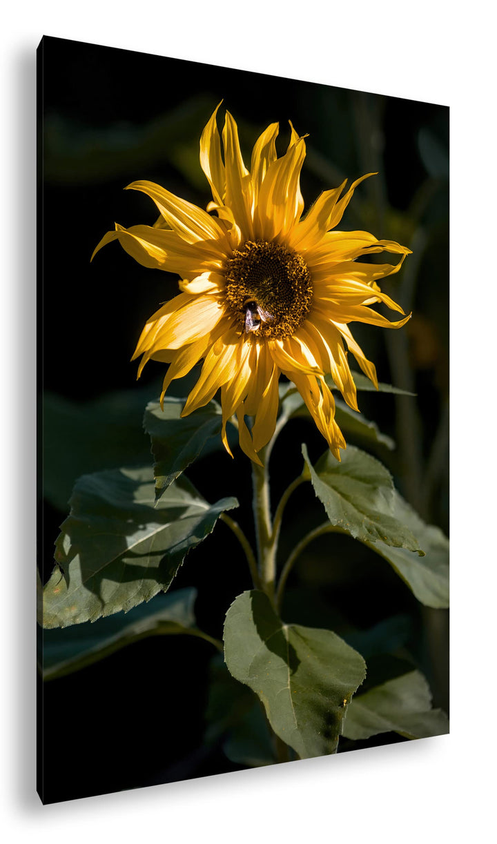 deyoli Blühende Sonnenblume Format:75x50 cm als Leinwandbild, Motiv fertig gerahmt auf Echtholzrahme