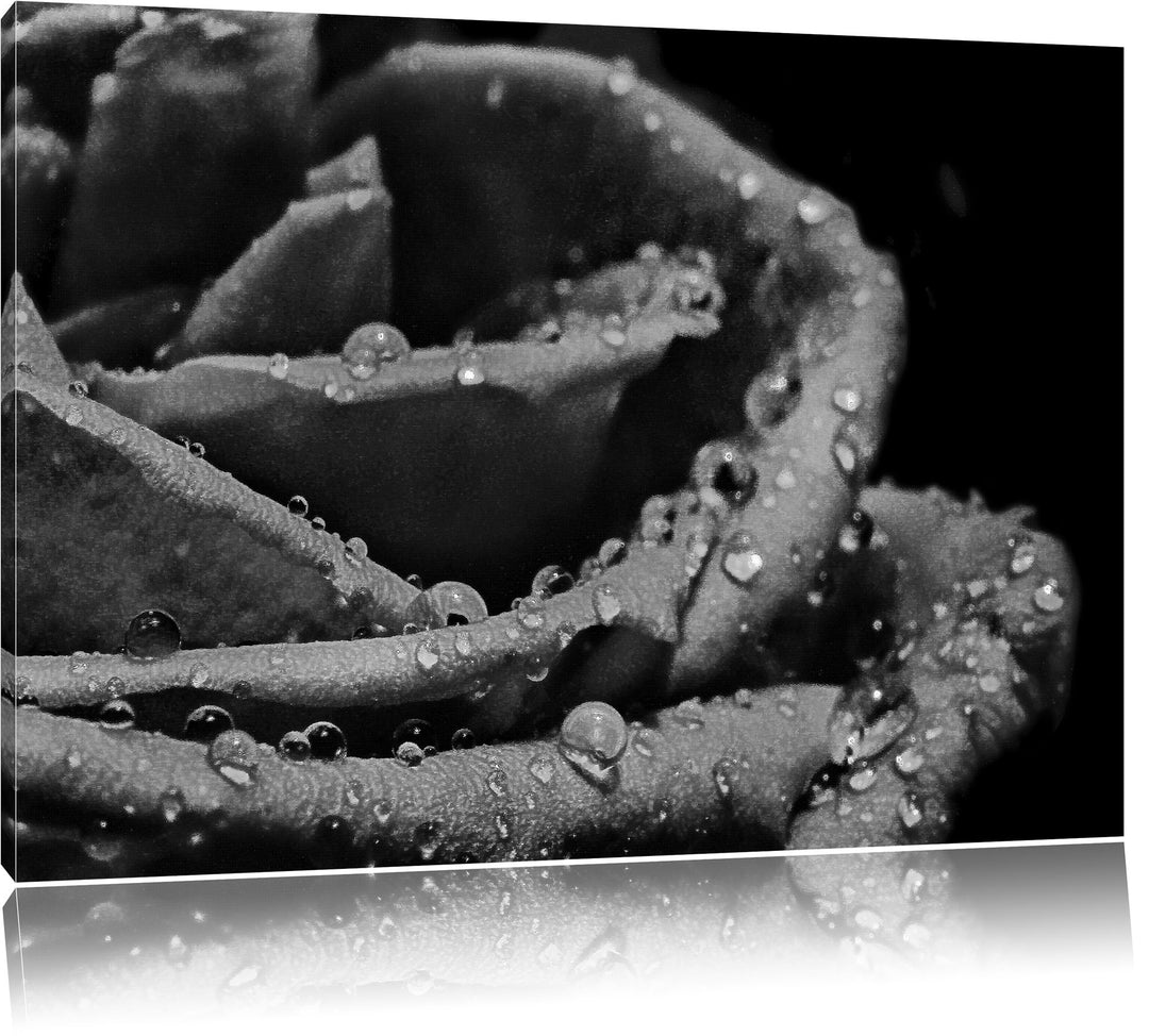 Pixxprint Tropfen auf roter Rose als Leinwandbild | Grösse: 100x70 | Wandbild| Kunstdruck | fertig b