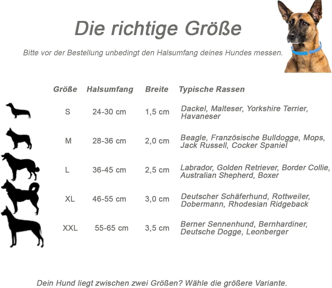 Schnüffelfreunde Halsband für Hunde aus Leder, Hundehalsband für den grossen, mittleren und kleinen