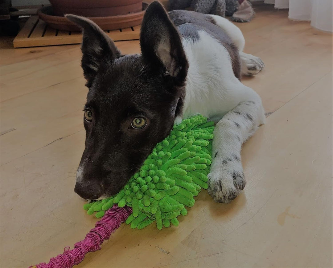 Dingo Mop mit Bungee Griff Hundespielzeug Agility Apporte Motivation Spiel mit Hund Zerrspielzeuge T