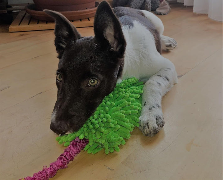 Dingo Mop mit Bungee Griff Hundespielzeug Agility Apporte Motivation Spiel mit Hund Zerrspielzeuge T