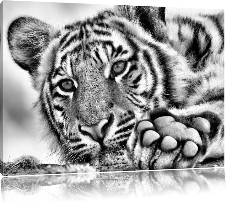 Monocrome, Tiger, Format: 100x70 auf Leinwand, XXL riesige Bilder fertig gerahmt mit Keilrahmen, Kun