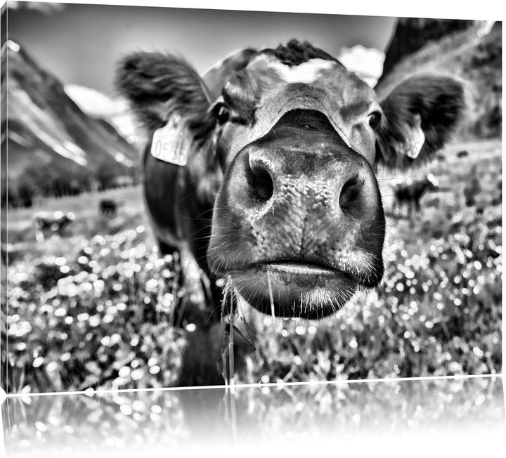 Pixxprint Alpen Kuh auf Bergwiese als Leinwandbild/Grösse: 100x70 cm/Wandbild/Kunstdruck/fertig besp