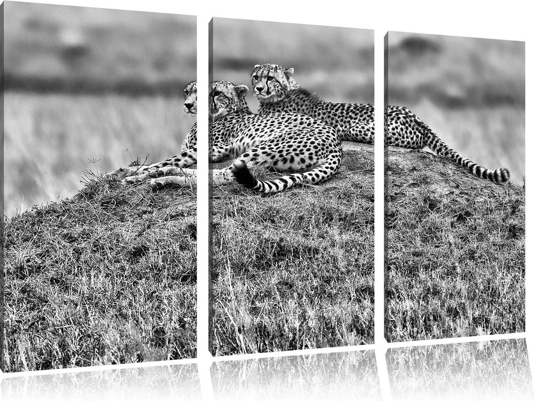 Pixxprint majestätische Geparden auf Stein als Leinwandbild/Grösse: 3 Teilig (120x80) cm/Wandbild/Ku