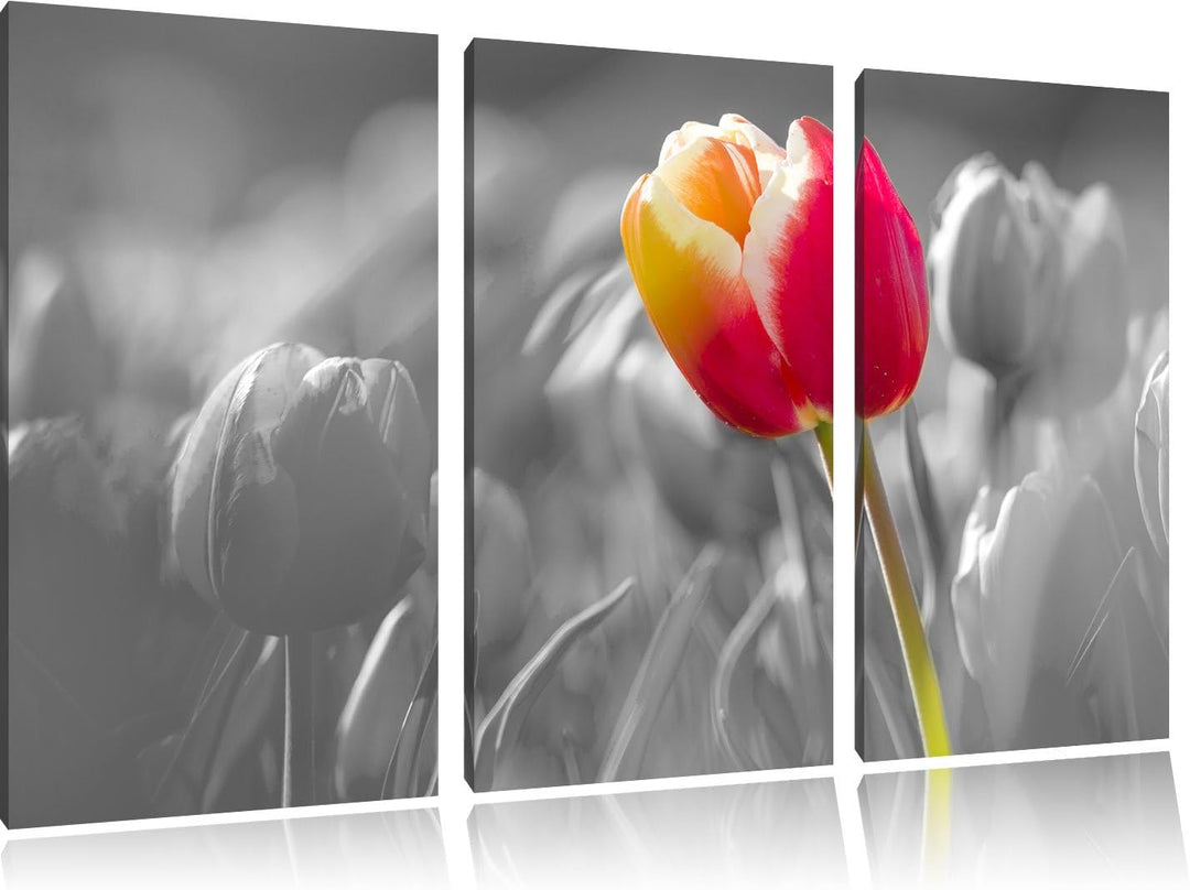 Pixxprint Blühende rote Tulpen als Leinwandbild/Grösse: 3 Teilig (120x80) cm/Wandbild/Kunstdruck/fer