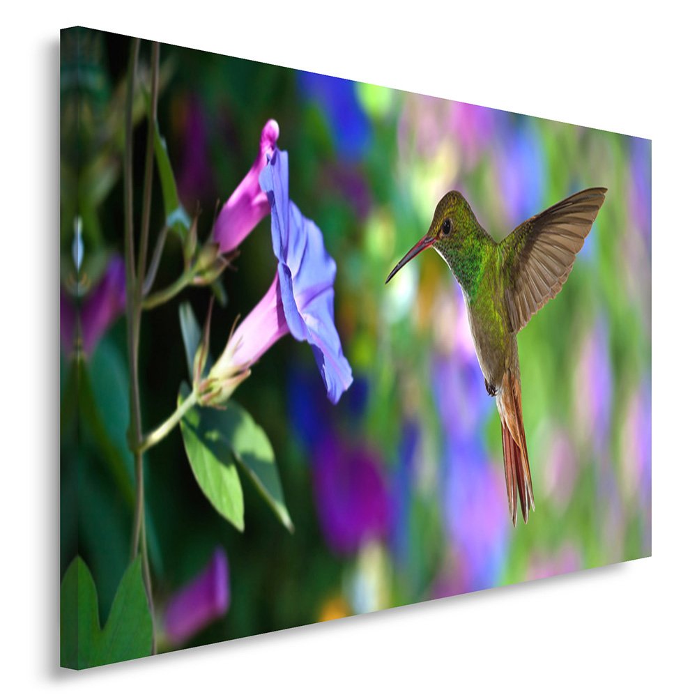 Feeby Frames, Leinwandbild, Bilder, Wand Bild, Wandbilder, Kunstdruck 70x100cm, VOGEL, KOLIBRI, TIER