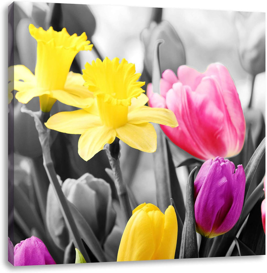 Pixxprint schöne Narzissen mit Tulpen schwarz/weiss, Format: 70x70 auf Leinwand, 70x70