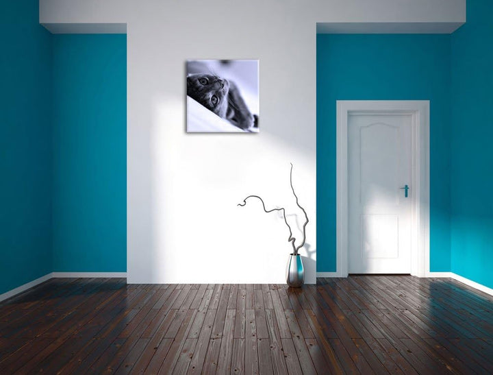 Pixxprint Niedliche Katze liegt im Bett als Leinwandbild Quadratisch/Grösse: 70x70 / Wandbild/Kunstd