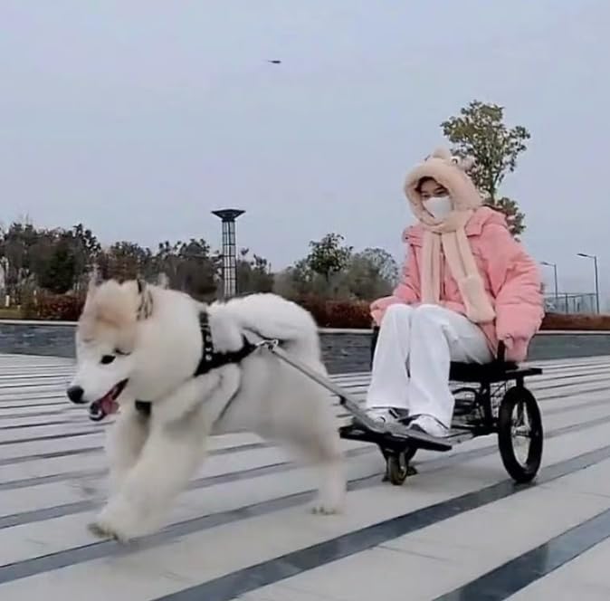 Hundewagen Mit Sitz Grosser Hundekarren/Hundeanhänger Für Transport, Jogging &amp; Einkauf Robuster Wage