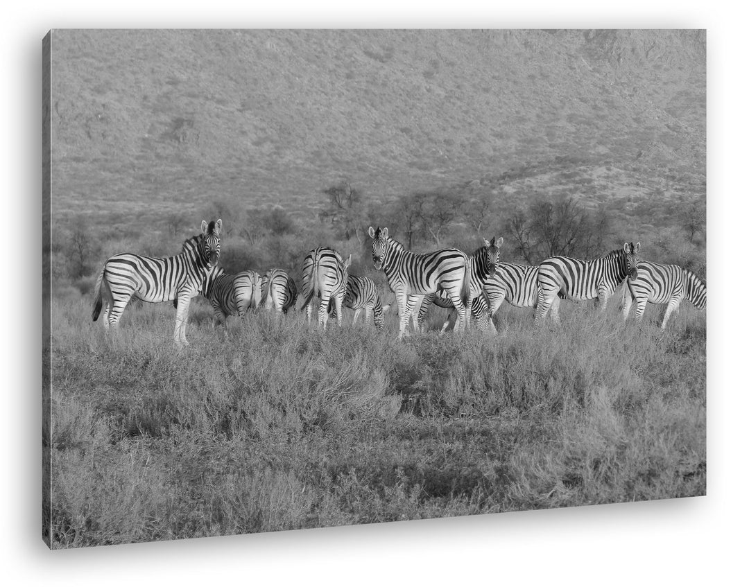 deyoli kleine Zebra Gruppe in der Savanne Effekt: Schwarz/Weiss Format: 60x40 als Leinwand, Motiv fe