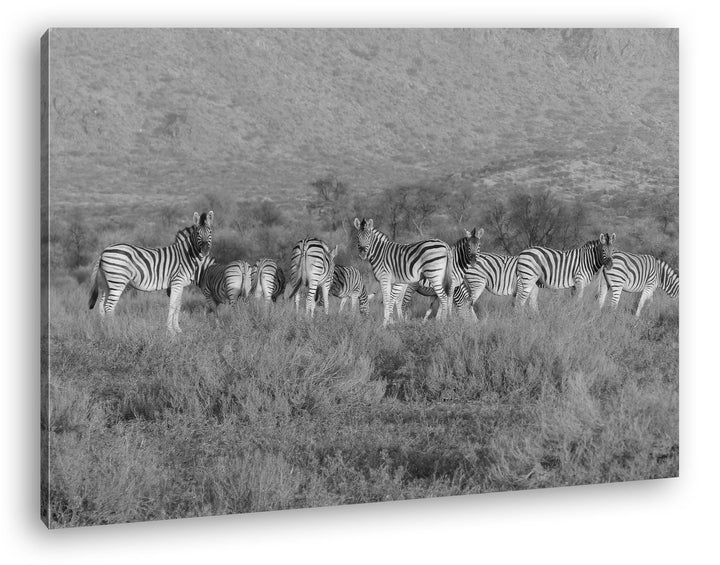 deyoli kleine Zebra Gruppe in der Savanne Effekt: Schwarz/Weiss Format: 60x40 als Leinwand, Motiv fe