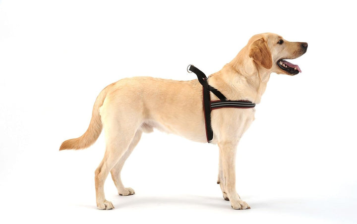 ComfortFlex Sport-Hundegeschirr, vollständig gepolstert, reflektierend, verstellbar, leicht, kein Wü