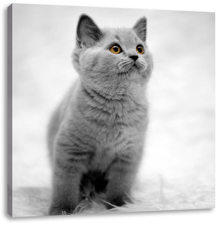 Pixxprint Niedliches Katzenbaby auf Teppich als Leinwandbild Quadratisch/Grösse: 70x70 / Wandbild/Ku