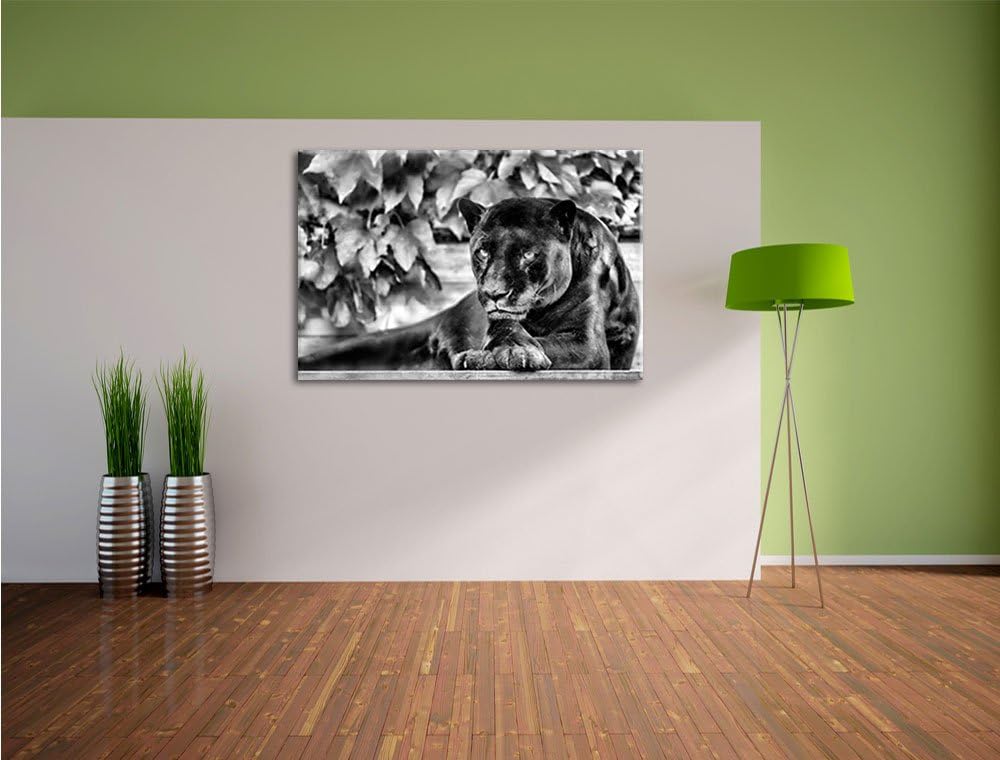 Pixxprint schöner schwarzer Panther als Leinwandbild/Grösse: 100x70 cm/Wandbild/Kunstdruck/fertig be