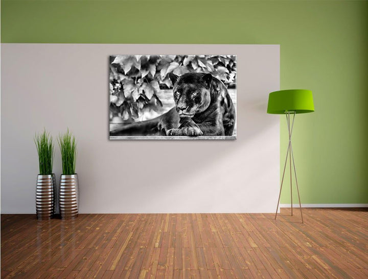 Pixxprint schöner schwarzer Panther als Leinwandbild/Grösse: 100x70 cm/Wandbild/Kunstdruck/fertig be