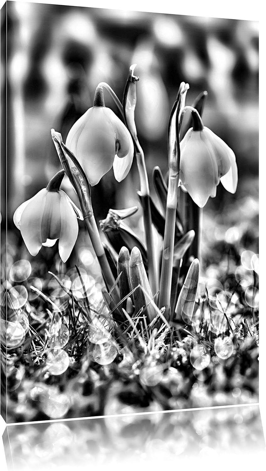 Pixxprint Schneeglöckchen / 100x70cm Leinwandbild bespannt auf Holzrahmen/Wandbild Kunstdruck Dekora