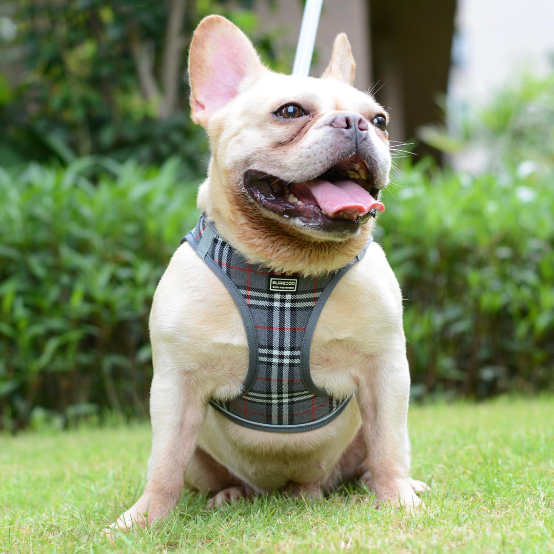 Suredoo Hundegeschirr Kleine Hunde mit Leine, Anti Zug Geschirr Reflektierend Atmungsaktiv Brustgesc