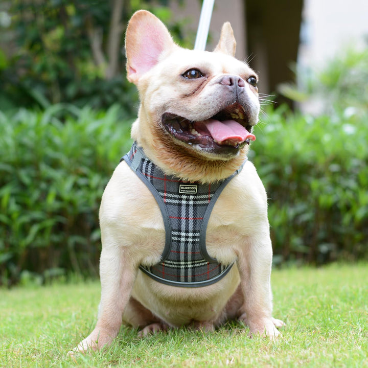 Suredoo Hundegeschirr Kleine Hunde mit Leine, Anti Zug Geschirr Reflektierend Atmungsaktiv Brustgesc