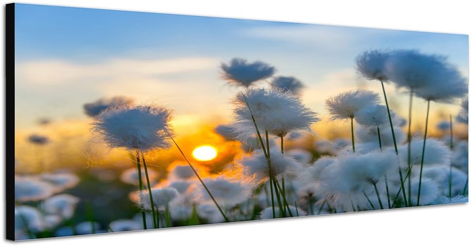 Paul Sinus Art Panoramabild auf Leinwand und Keilrahmen 150x50cm Baumwollpflanze Feld Sonnenuntergan