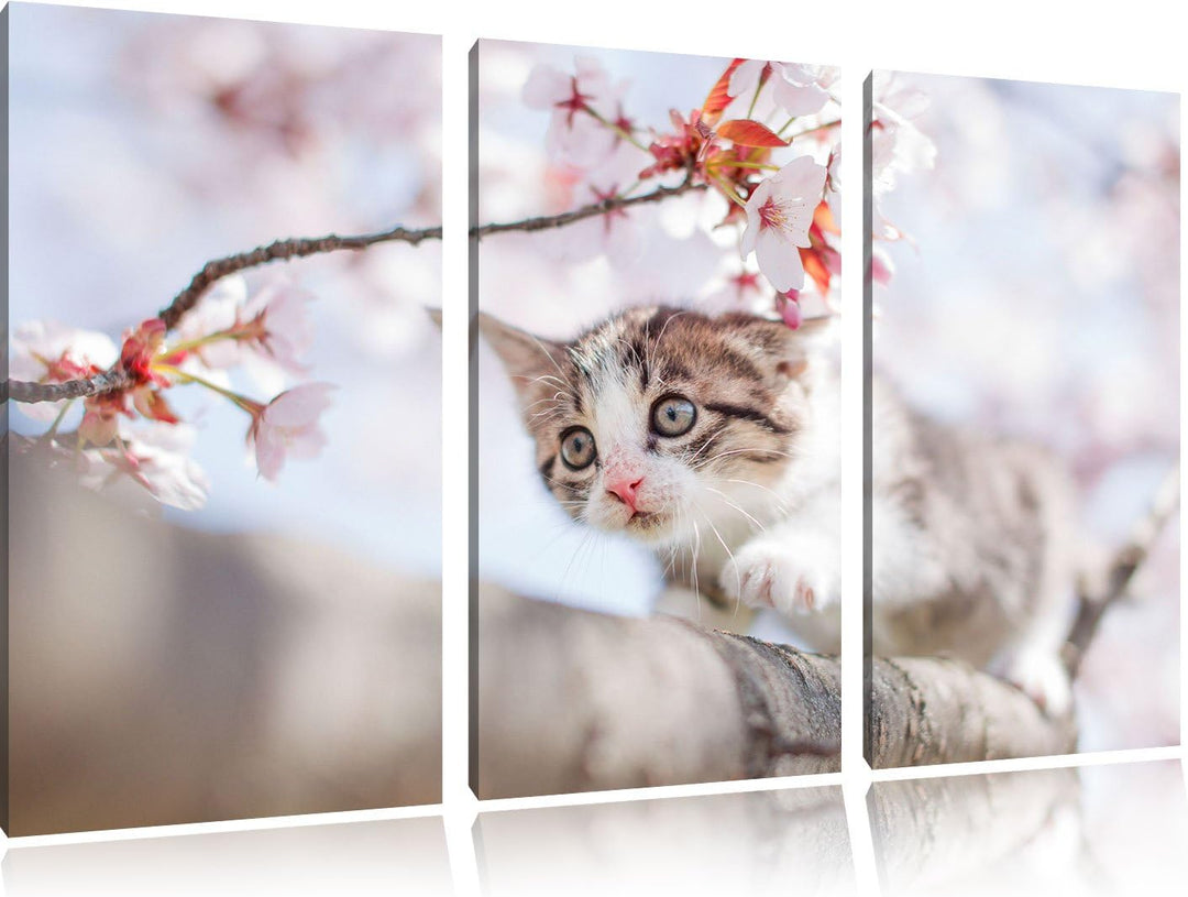 Pixxprint Süsses Kätzchen im Kirschbaum als Leinwandbild/Grösse: 3 Teilig (120x80) / Wandbild/Kunstd
