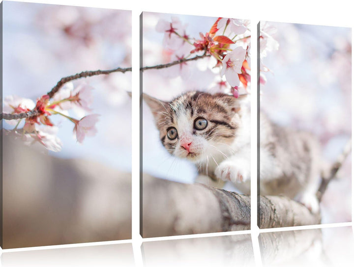 Pixxprint Süsses Kätzchen im Kirschbaum als Leinwandbild/Grösse: 3 Teilig (120x80) / Wandbild/Kunstd