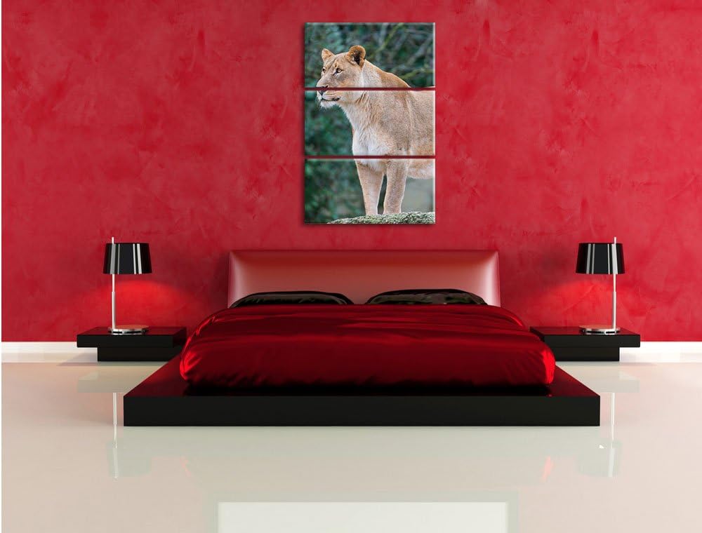 Pixxprint majestätische Löwin 3-Teiler Leinwandbild 120x80 Bild auf Leinwand
