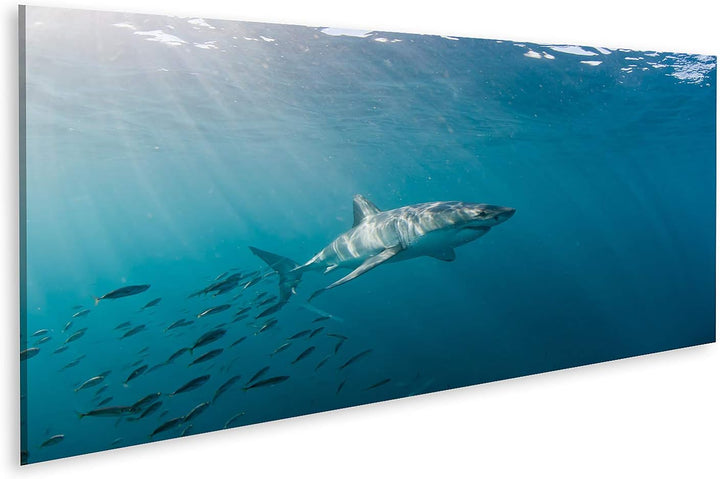 islandburner Bild auf Leinwand Grosser Weisser Hai Und Fischschwarm Bilder Wandbilder Poster Leinwan