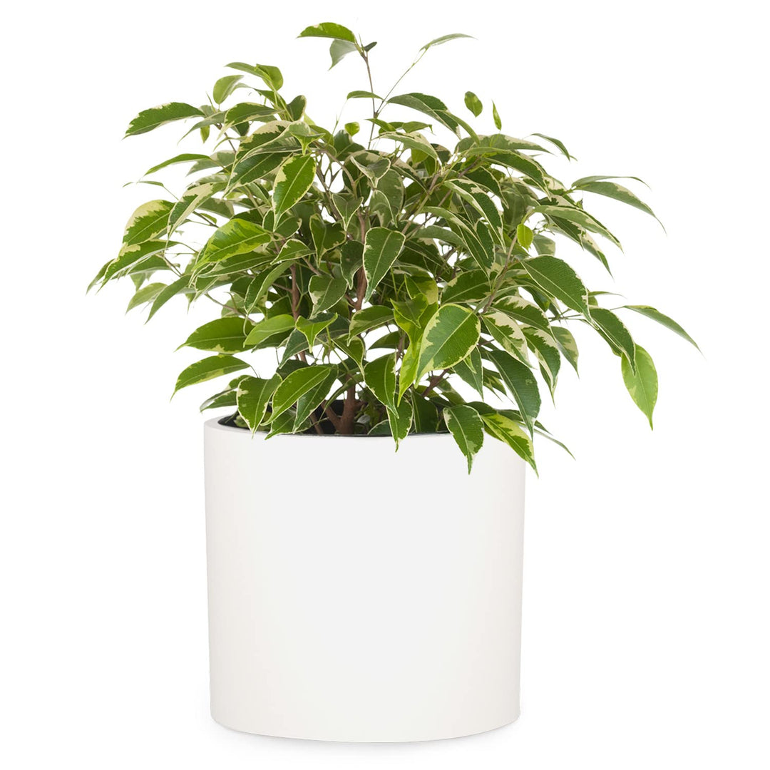 Fox & Fern Übertopf S - Blumentopf inkl. Wasserabfluss - Blumentopf hoch 18cm - Übertöpfe für Zimmer
