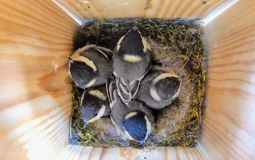 Hochwertiges Vogelhaus (Nistkasten) inklusive Kamera zum Vogel beobachten im Garten/Balkon mit WLAN