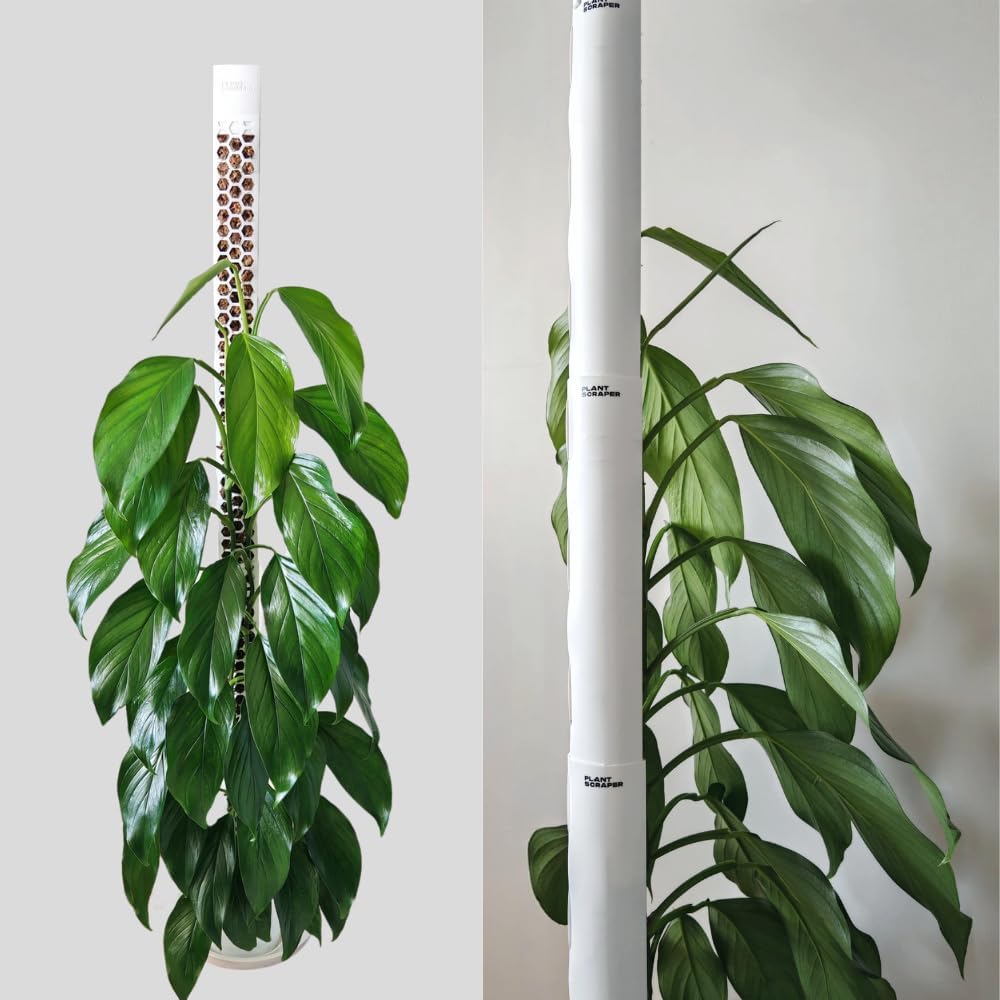 XL Moosstab für Monstera 4 Stück 63 x 9.5 cm - Erweiterbare Rankhilfe &amp; Zubehör-Set - Pflanzstäbe mi