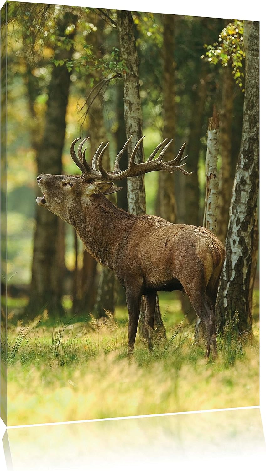 Pixxprint Hirsch im Wald, Format: 100x70 auf Leinwand, XXL riesige Bilder fertig gerahmt mit Keilrah
