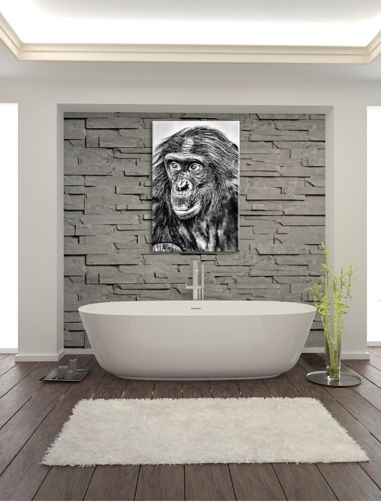 Pixxprint scheuer junger Gorilla als Leinwandbild/Grösse: 100x70 cm/Wandbild/Kunstdruck/fertig bespa