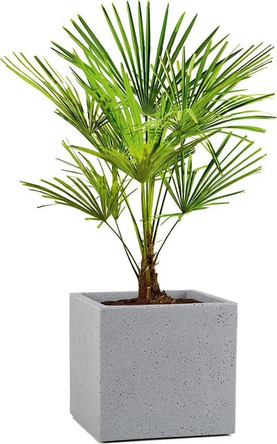 Scheurich C-Cube, Pflanzgefäss aus Kunststoff, Stony Grey, 40 cm lang, 40 cm breit, 33 cm hoch, 44 l