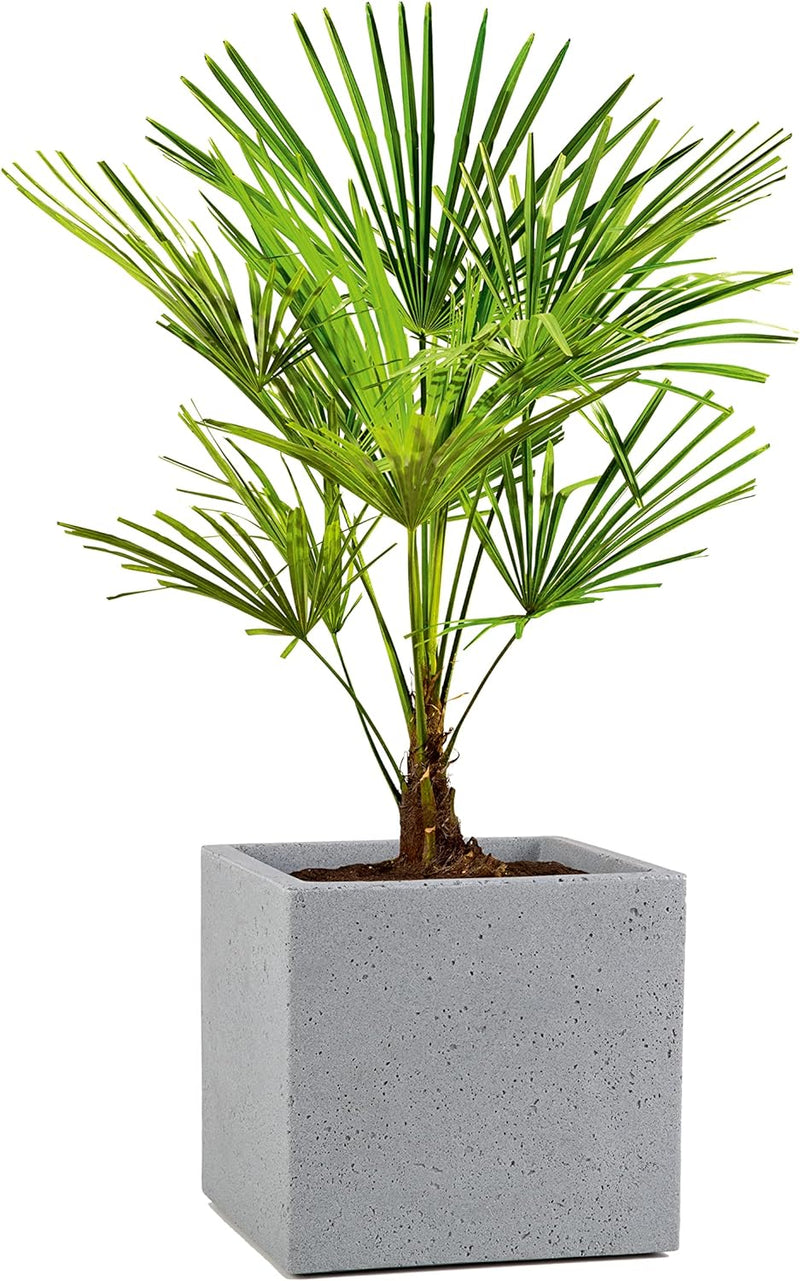 Scheurich C-Cube, Pflanzgefäss aus Kunststoff, Stony Grey, 40 cm lang, 40 cm breit, 33 cm hoch, 44 l