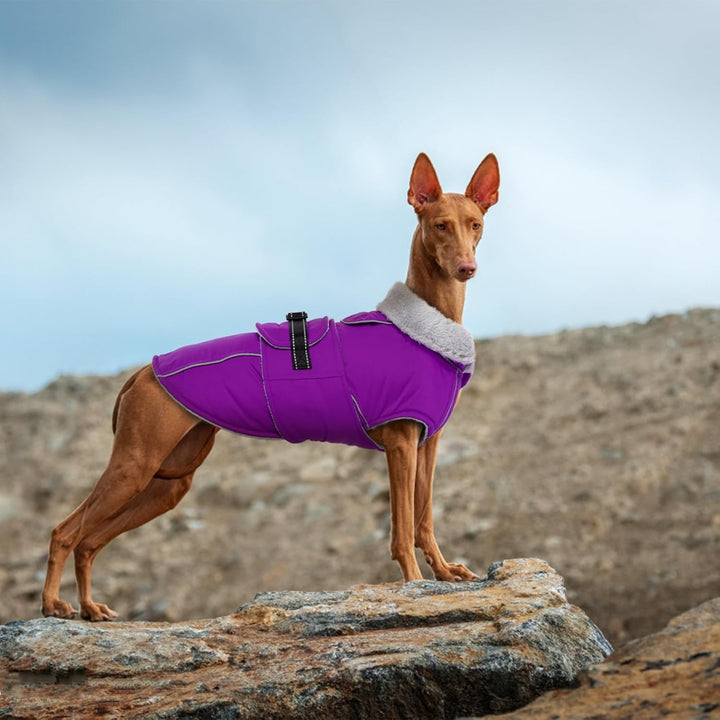 Lelepet Winter Hundemantel, Wasserdichter Wintermantel für Kleine Hunde, Warme Hundejacke mit Fleece