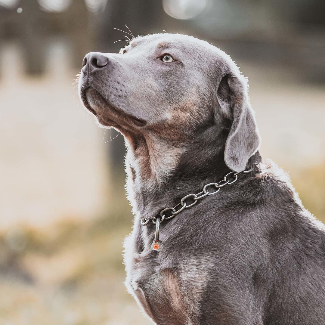 Sprenger Hundehalskette mit Sprenger Haken aus Edelstahl rostfrei 4 mm I Grösse individuell einstell