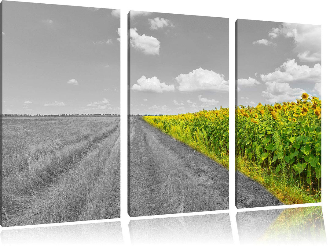 kleiner Feldweg neben Sonnenblumen schwarz/weiss 3-Teiler Leinwandbild 120x80 Bild auf Leinwand, XXL
