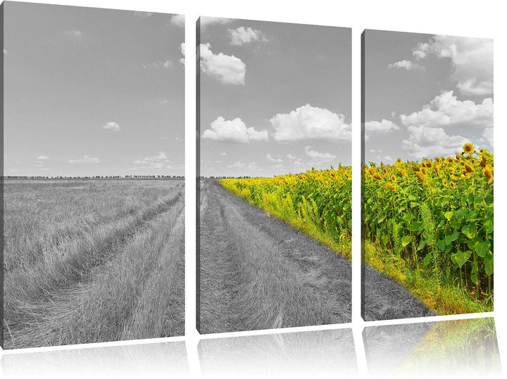 kleiner Feldweg neben Sonnenblumen schwarz/weiss 3-Teiler Leinwandbild 120x80 Bild auf Leinwand, XXL