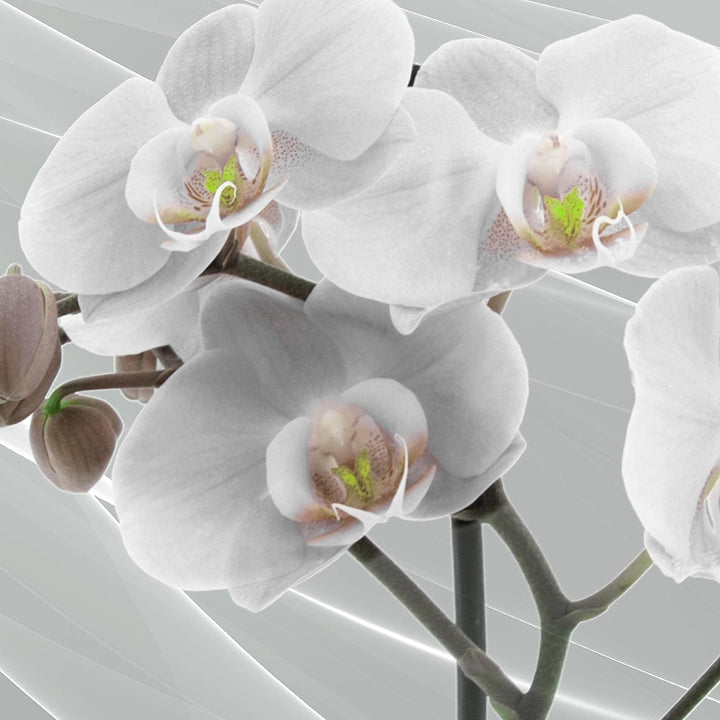Runa Art Wandbilder Blumen Orchidee Bild XXL Wohnzimmer Schlafzimmer Grau Rosa Abstrakt 120 x 80 cm