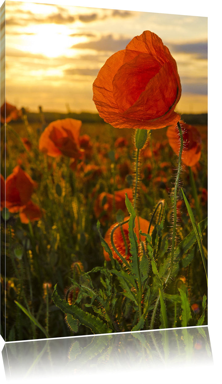 Pixxprint Mohnfeld, Format: 100x70 auf Leinwand, XXL riesige Bilder fertig gerahmt mit Keilrahmen, K